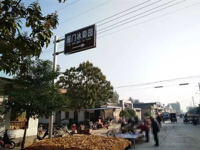 如何找到云臺(tái)冰菊？怎樣找到云臺(tái)冰菊？